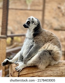 Funny Lemur Sitting On The Tree