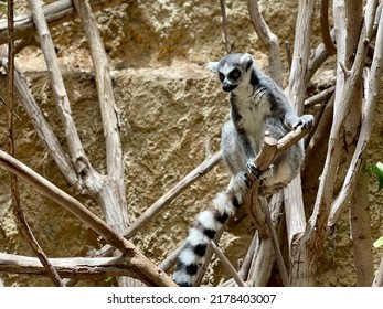 Funny Lemur Sitting On The Tree