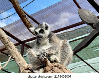 Funny Lemur Sitting On The Tree