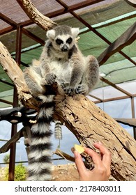 Funny Lemur Sitting On The Tree