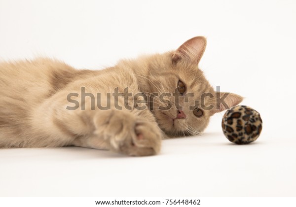 Funny Light Orange Cat Stock Photo Edit Now 756448462