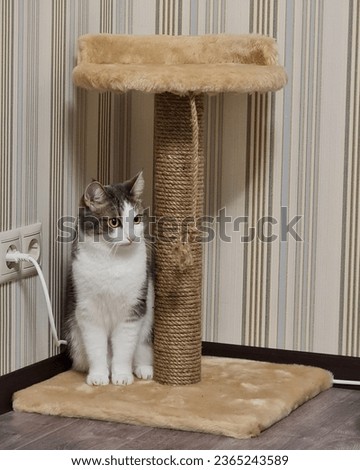 Funny litle cat is posing