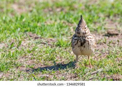 Funny little bird, Crested lark on ground (Galerida cristata) Wildlife Close up