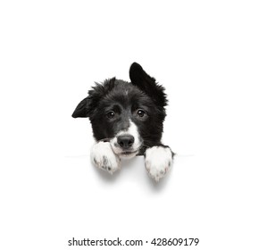funny little black and white border collie puppy isolated on  background holding paws plate, closeup of the muzzle and paws