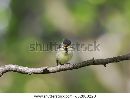 Similar – young great tit with sunflower seed