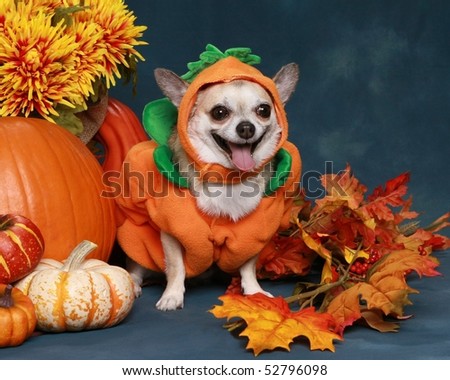 Funny little Chihuahua dressed up as a pumpkin for Halloween