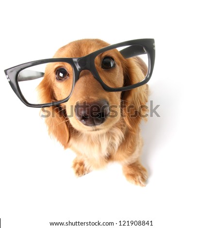 Funny little dachshund wearing glasses distorted by wide angle closeup. Focus on the eyes.