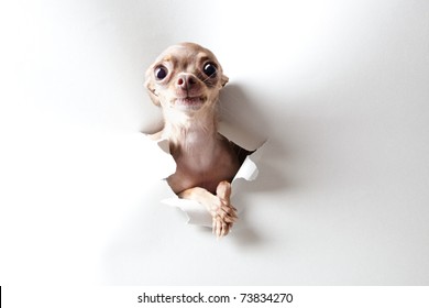 Funny Little Dog With Big Eyes On White