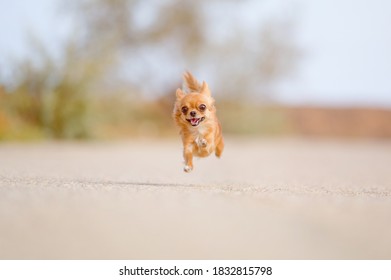 Funny Little Dog Chihuahua Flying In Air During Fast Running Outdoor Leisure Lifestyle Activity With Copy Space