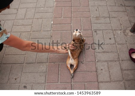 Similar – Image, Stock Photo kitten as murderer