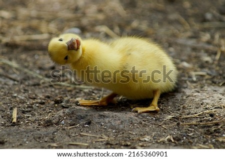 Similar – Image, Stock Photo Baby Muscovy ducklings Cairina moschata