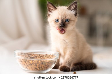 Funny little fluffy kitten eats dry food from a bowl. Kitten licks, delicious meal. Siamese or Thai cat breed. High quality photo - Shutterstock ID 2178326777