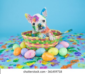 Funny little French Bulldog puppy sitting in an Easter basket, that looks like she just got done painting Easter eggs. On a blue background.