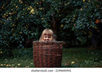 Funny Little Girl Is Hiding In An Apple Picking Basket. Image With Selective Focus And Toning.