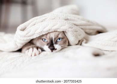 funny little gray kitten with blue eyes peeks out from under a white knitted plaid. Little cat on white blanket at home