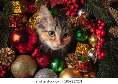 Funny little grey cat posing. Cute kitten, kitty or pets with Christmas and New Year decoration, toys. Studio photoshot. Concept of holidays, festive time, winter mood. Looks happy, delighted, funny.