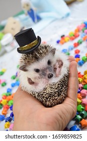 Funny Little Hedgehog Wearing A Hat On Hand.    