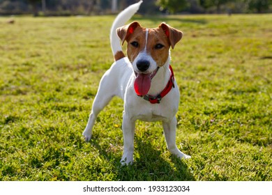 Funny Little Jack Russell Terrier Pup Stock Photo 1933123034 | Shutterstock