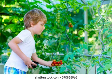 Funny Little Kid Boy Of 5 Picking Fresh Ripe Tomatoes Vegetables  In Greenhouse. Preschool Child Helping On Sunny Summer Day. Family, Garden, Gardening, Lifestyle