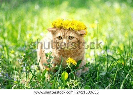 Funny little kitten crowned chaplet from the dandelion flowers