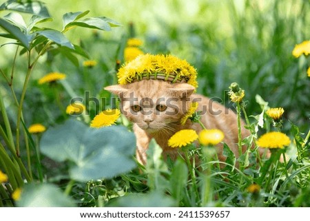 Funny little kitten crowned chaplet from the dandelion flowers