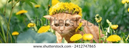 Funny little kitten crowned chaplet from the dandelion flowers Horizontal banner
