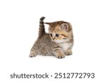 Funny little kitten looks around, isolated on a white background