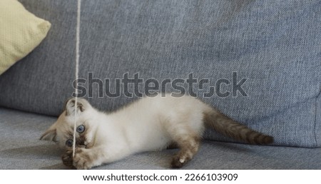 Funny little kitty playing with a thread on the grey couch at home. Close up. Indoor.
