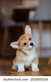 Funny Little Pembroke Corgi Puppy