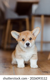 Funny Little Pembroke Corgi Puppy