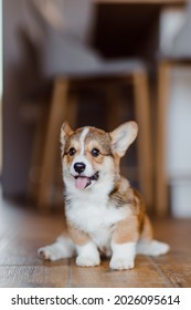 Funny Little Pembroke Corgi Puppy