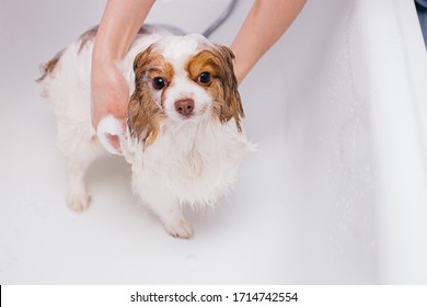 犬 トリミング の画像 写真素材 ベクター画像 Shutterstock