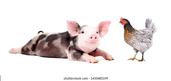 Funny Little Pig And Chicken Together Isolated On White Background