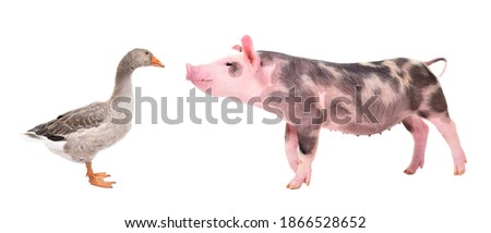 Funny little pig sniffing a goose  standing isolated on white background