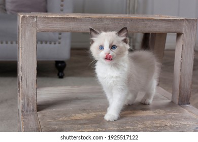 Funny Little Ragdoll Kitten Licking Its Lips