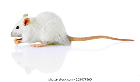 funny little rat with food, isolated on white