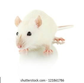 funny little rat, isolated on white