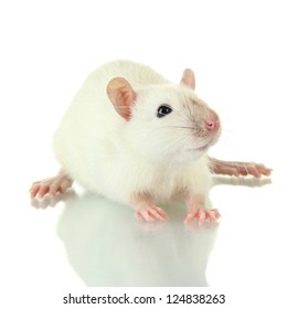 Funny Little Rat Isolated On White Stock Photo (Edit Now) 123395341 ...