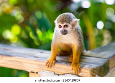 Funny little saimiri monkey sits on a wooden fence in the jungle. Excursion to Monkey Land Zoo. High quality photo