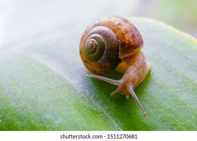 Funny Little Snail Bulging Eyes Sitting Stock Photo 1511270678 ...