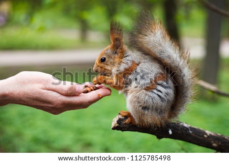 Funny little squirell eats food from woman hand in green park. Cute small wild animal with grey and red fur