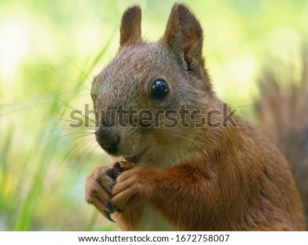 Similar – Image, Stock Photo Red Squirrel. Eating