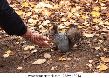 Funny little squirrel eats food from the palm of an adult woman, trust in humans, feeding wild squirrels in the park in autumn, fallen leaves, love for animals, ecology of parks, fluffy ears and tail