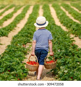 Funny Little Toddler Child Picking And Eating Strawberries On Organic Bio Berry Farm In Summer, On Warm Sunny Day. Harvest Fields In Germany. Gardening, Harvesting, Family, Kids Lifestyle Concept