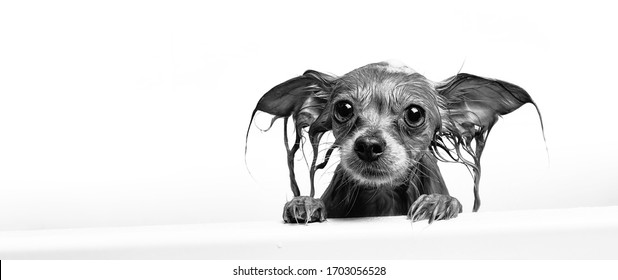 Funny Little Wet Dog In Bathroom On White Background. Dog Takes A Shower. Russian  Long Haired Toy Terrier (Canis Lupus Familiaris). 