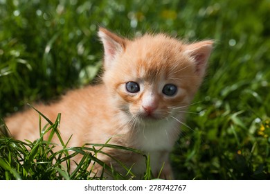 funny little yellow newborn kitty - Shutterstock ID 278742767
