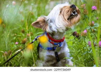 A funny little Yorkshire terrier dog chewing on grass in a blooming meadow in summer, springtime. Funny furry puppy on a natural landscape among yellow, pink flower. Cute doggy. Lovely pet, canine - Powered by Shutterstock