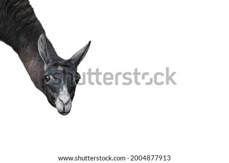 Funny llama or alpaca isolated on white background. Zoo animals. Banner with copy space