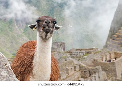 Funny Llama Chewing Grass, Peru