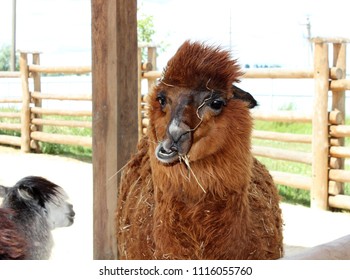 Funny Llama Chewing Hay